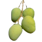 african mango