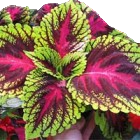 coleus