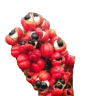 guarana